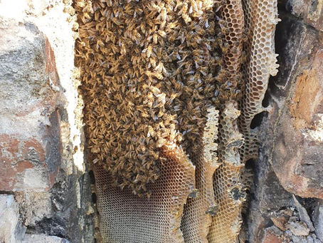 Inside the Hive: The Real Buzz About Live Honey Bee Removal By Delta Pest Control – Coventry’s Ethical Bee Relocation Experts