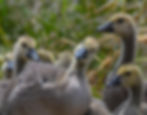 A close-up view of a brood of juvenile Canada geese, called goslings.