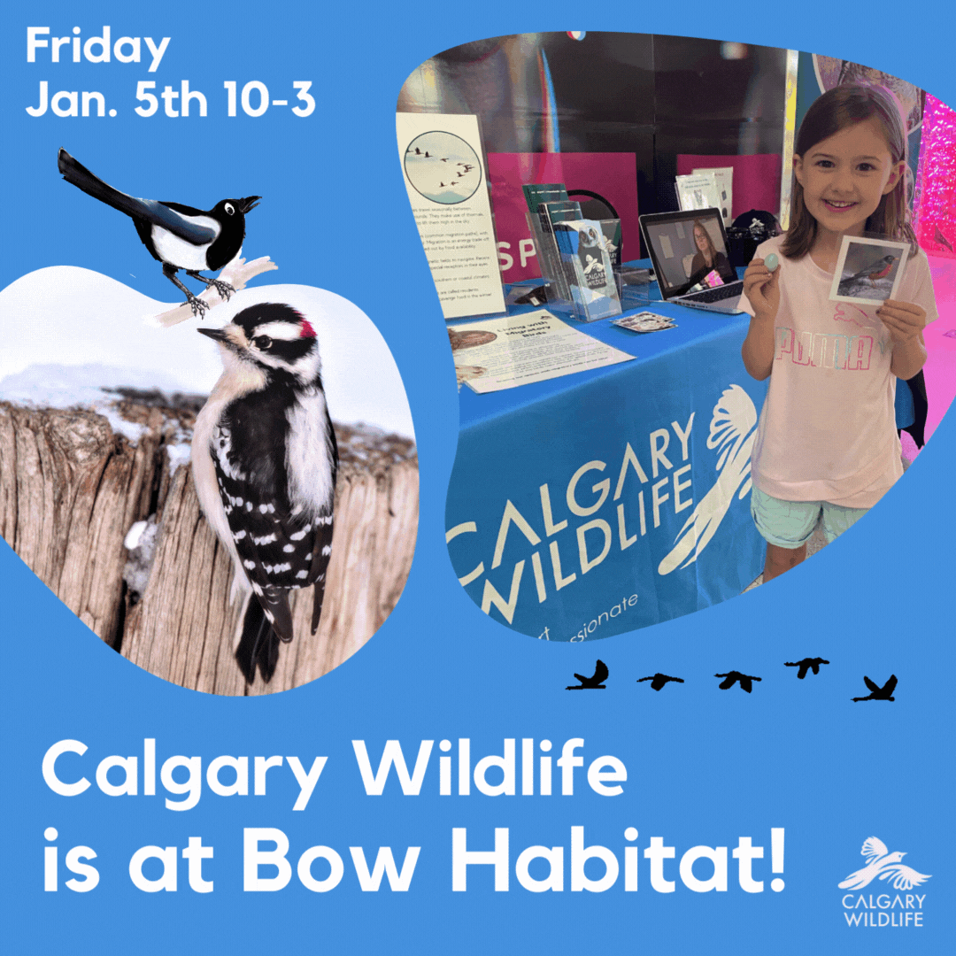 Events Calgary Wildlife