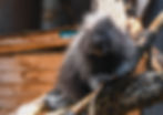 Juvenile North American Porcupine, a porcupette, in a tree.