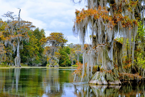 florida-swamp-2021-08-29-04-31-12-utc.jpg