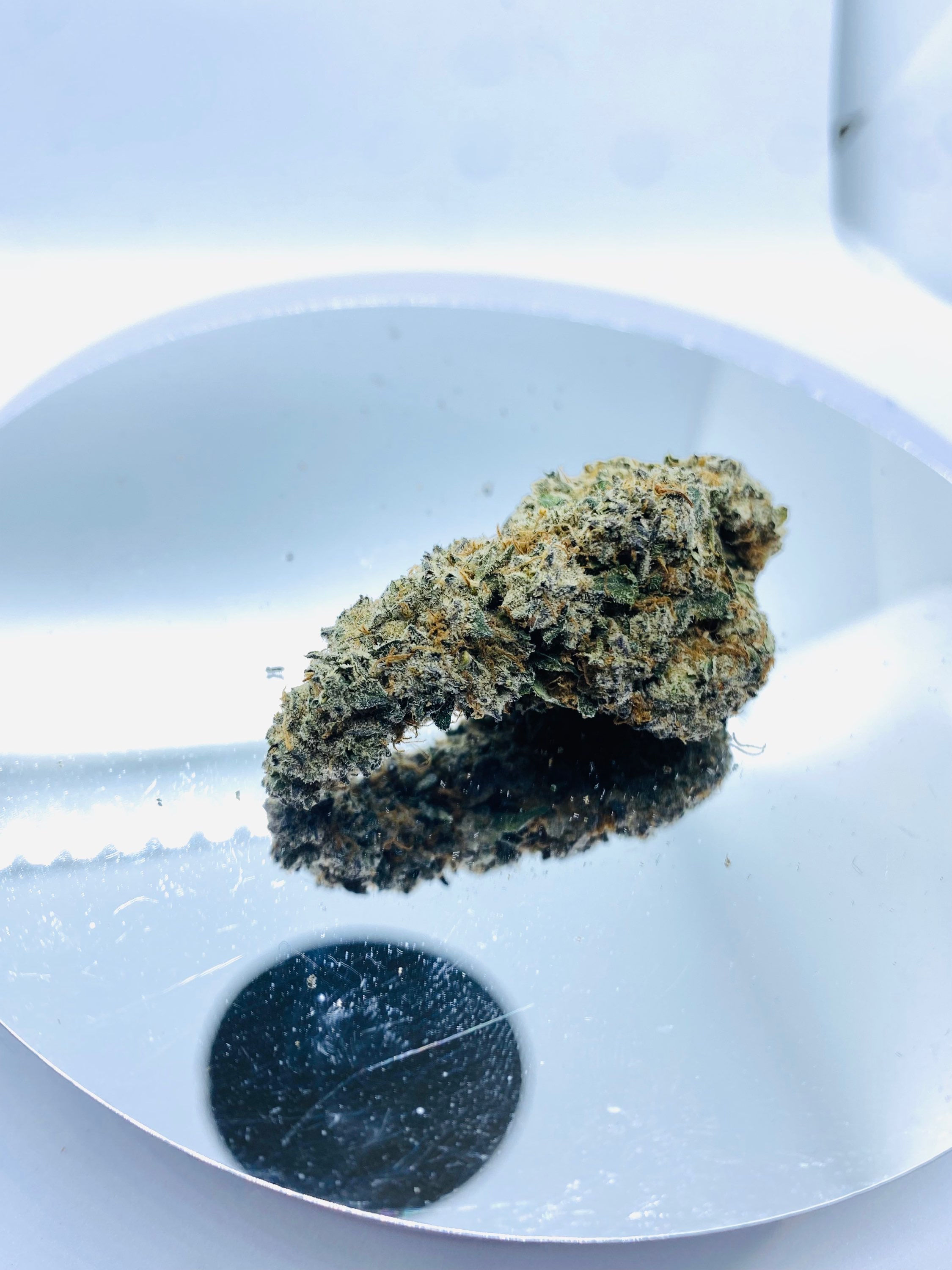 ICE CREAM CAKE (INDICA)