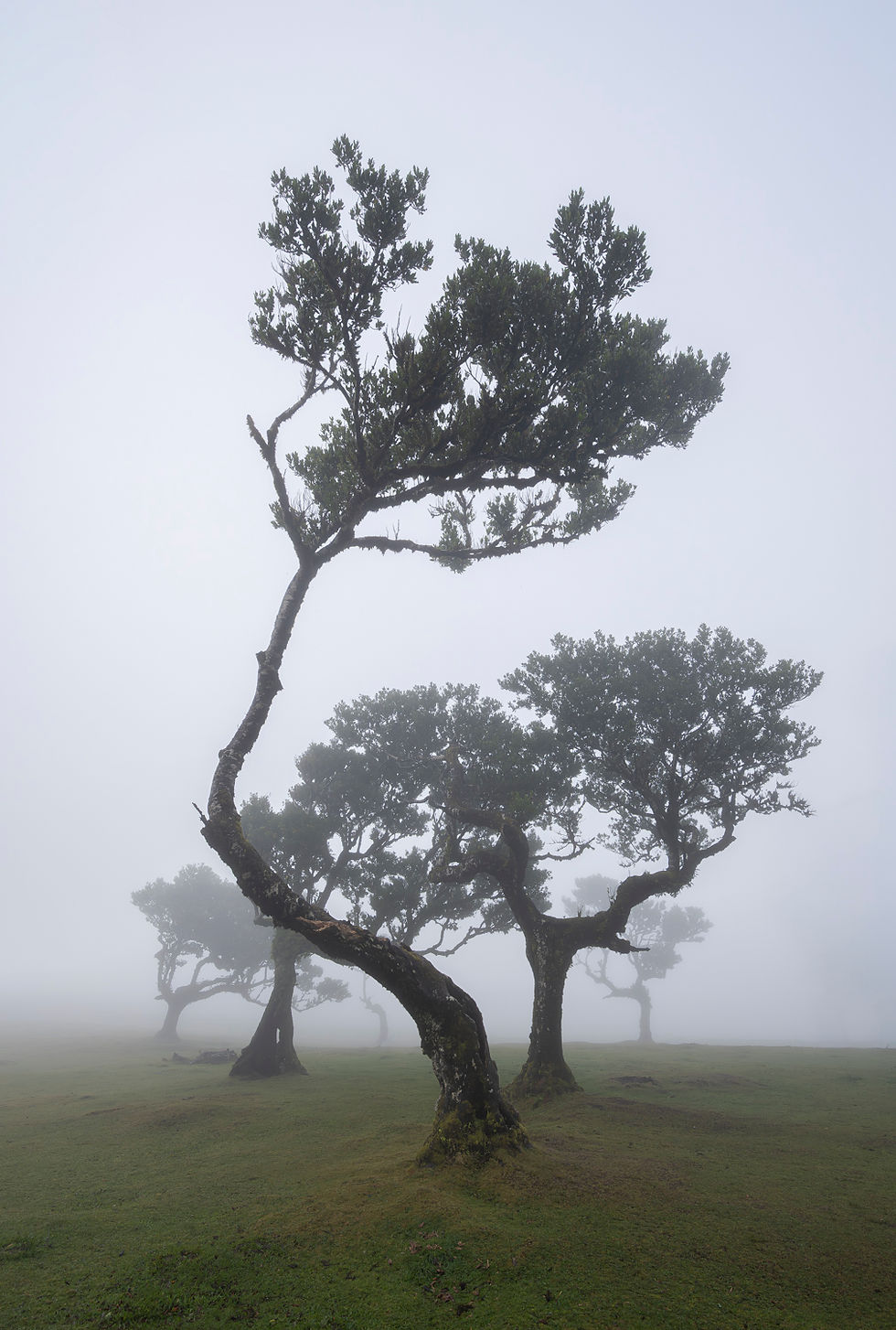 A tall ancient tree curving through the fog at Fanal Forest in Madeira, with more trees fading into the background.