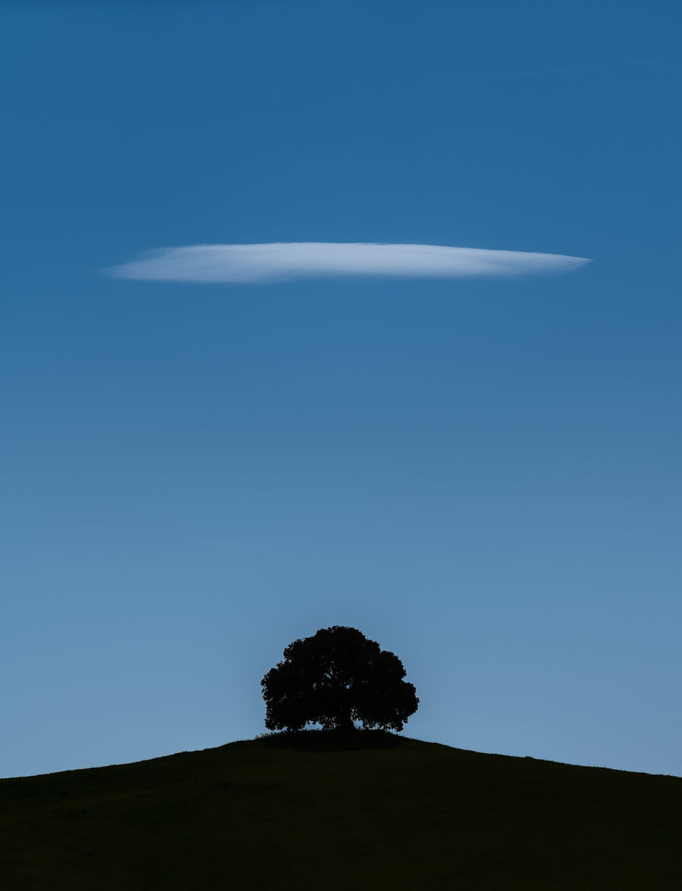 A single oak tree silhouetted against a blue sky with a single thin cloud overhead