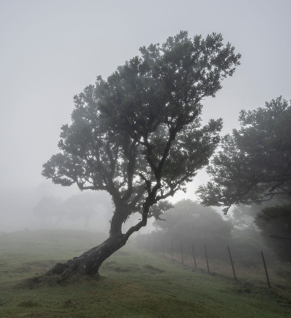 A leaning tree beside a fence in the fog at Fanal Forest, Madeira.