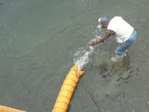 稚鮎、元気に万江川へ