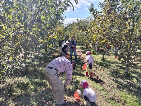 栗拾い体験ツアー