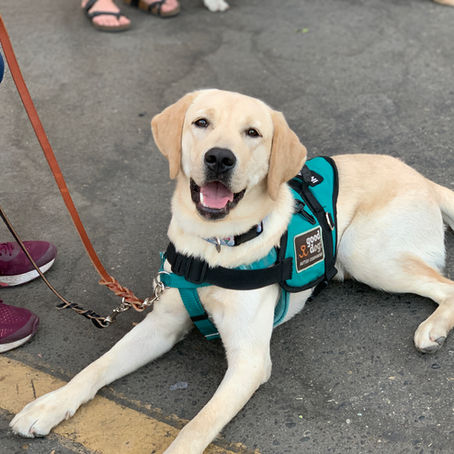 Puppy Training in Public with Good Dog! Bubba