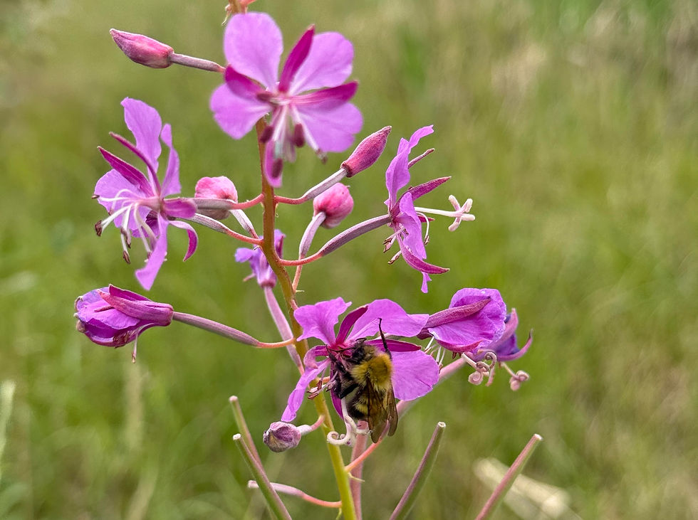 A bumble bee rests on Fireweed flowers, found all over NWT.