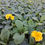 Thumbnail: Polyanthus "Stella"- Tray of 4 plants