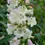 Thumbnail: Penstemon-Single plant