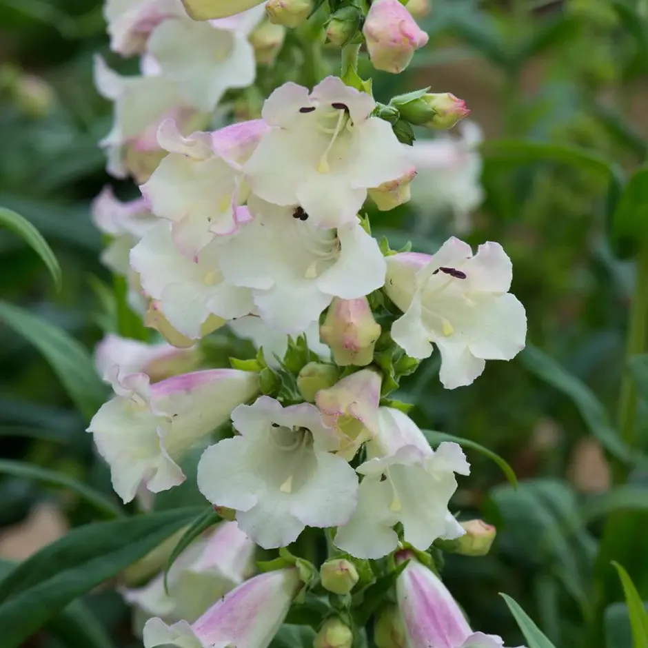 Penstemon-Single plant