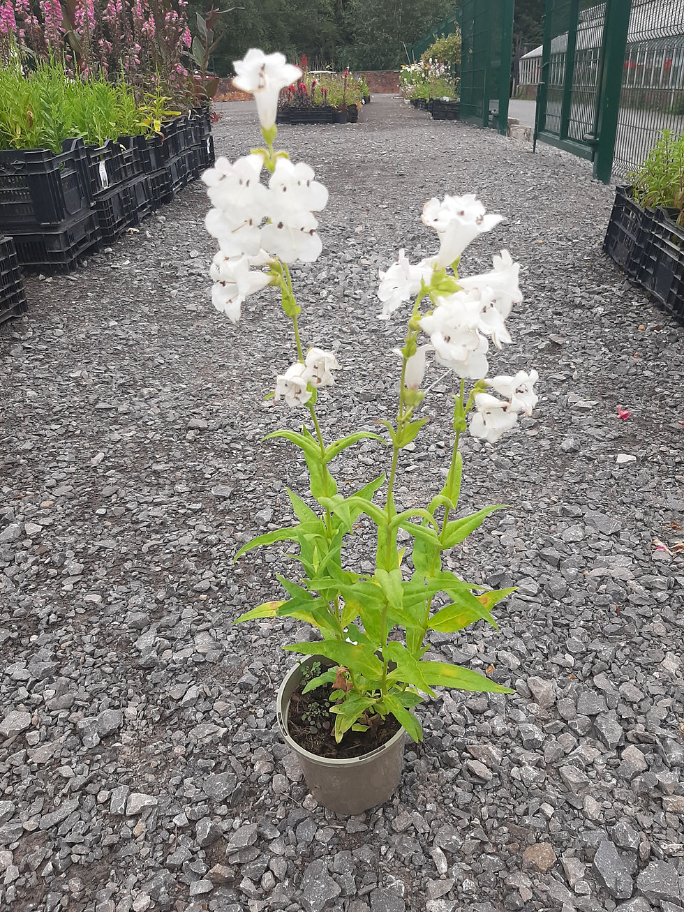 Thumbnail: Penstemon-Single plant