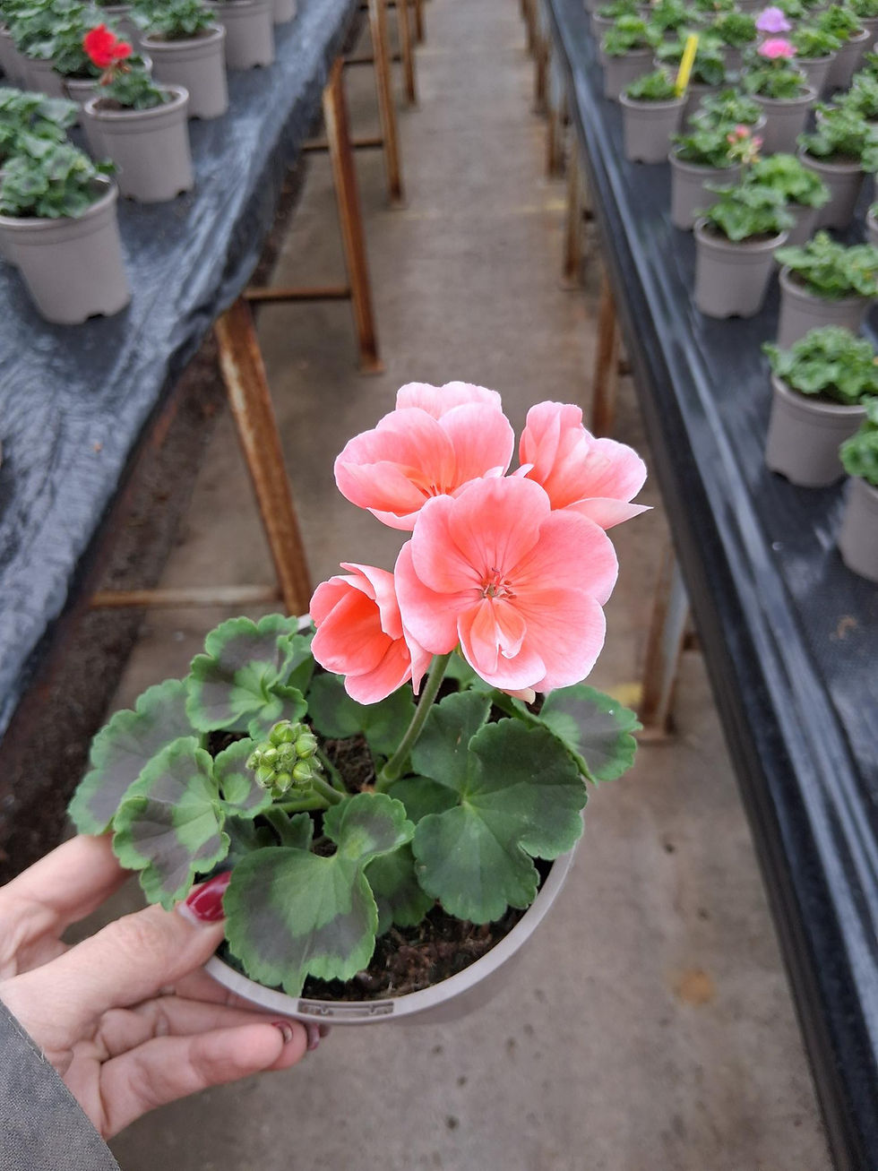 Thumbnail: Geranium - Single plant