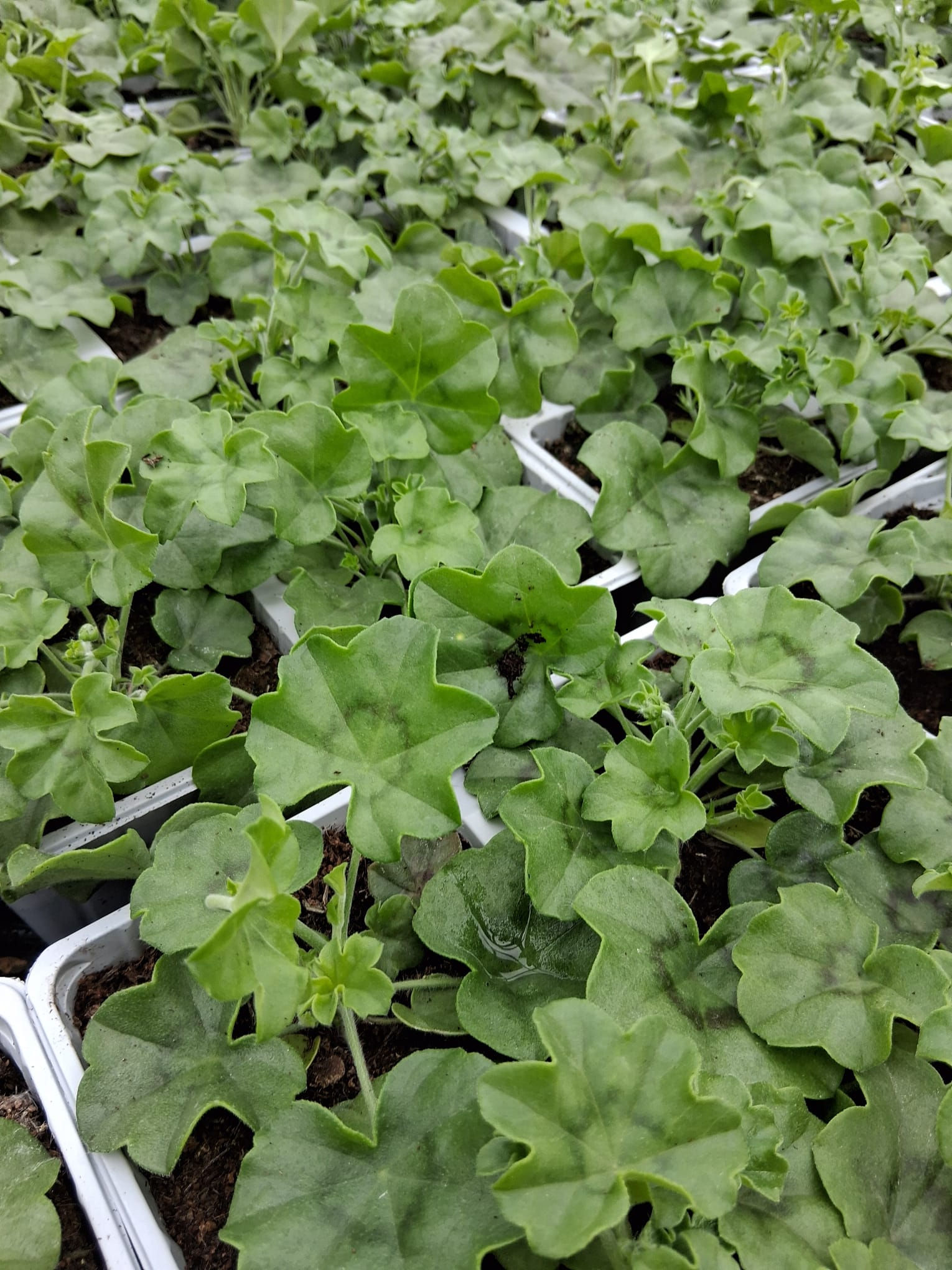 Geranium Tray