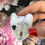 Miniature : La petite souris