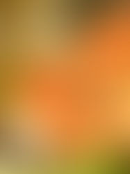 Six jours avant Pâques [dévotionnel pour enfant]