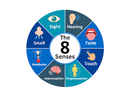 Understanding Sensory Processing Differences (SPD): What’s Typical, What’s Not, and When to Get Support
