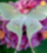 Moth_edited.jpg