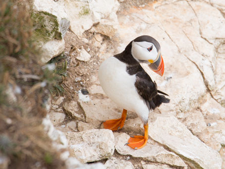 Visit to RSPB Bempton Cliffs