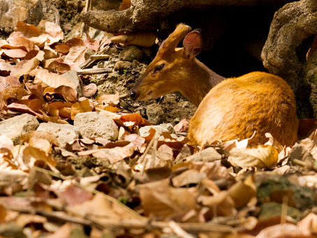 Review on Malsi Deer Park