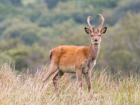 Photographing Red Deer at Lyme Park
