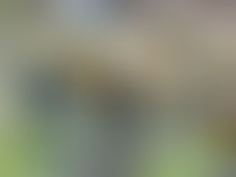 Photographing Mallard Chicks at Sandwell Park