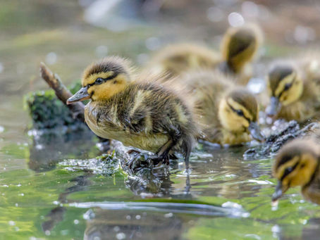 Photographing Mallard Chicks at Sandwell Park