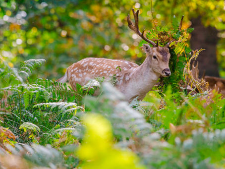 Photographing the Deer Rut