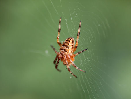 Understanding Macro Lens Magnification