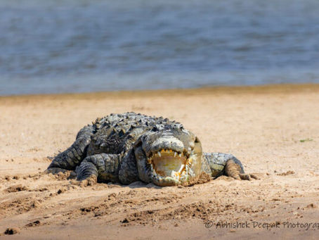 Chambal River Boat Safari