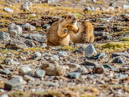 Wildlife in Ladakh