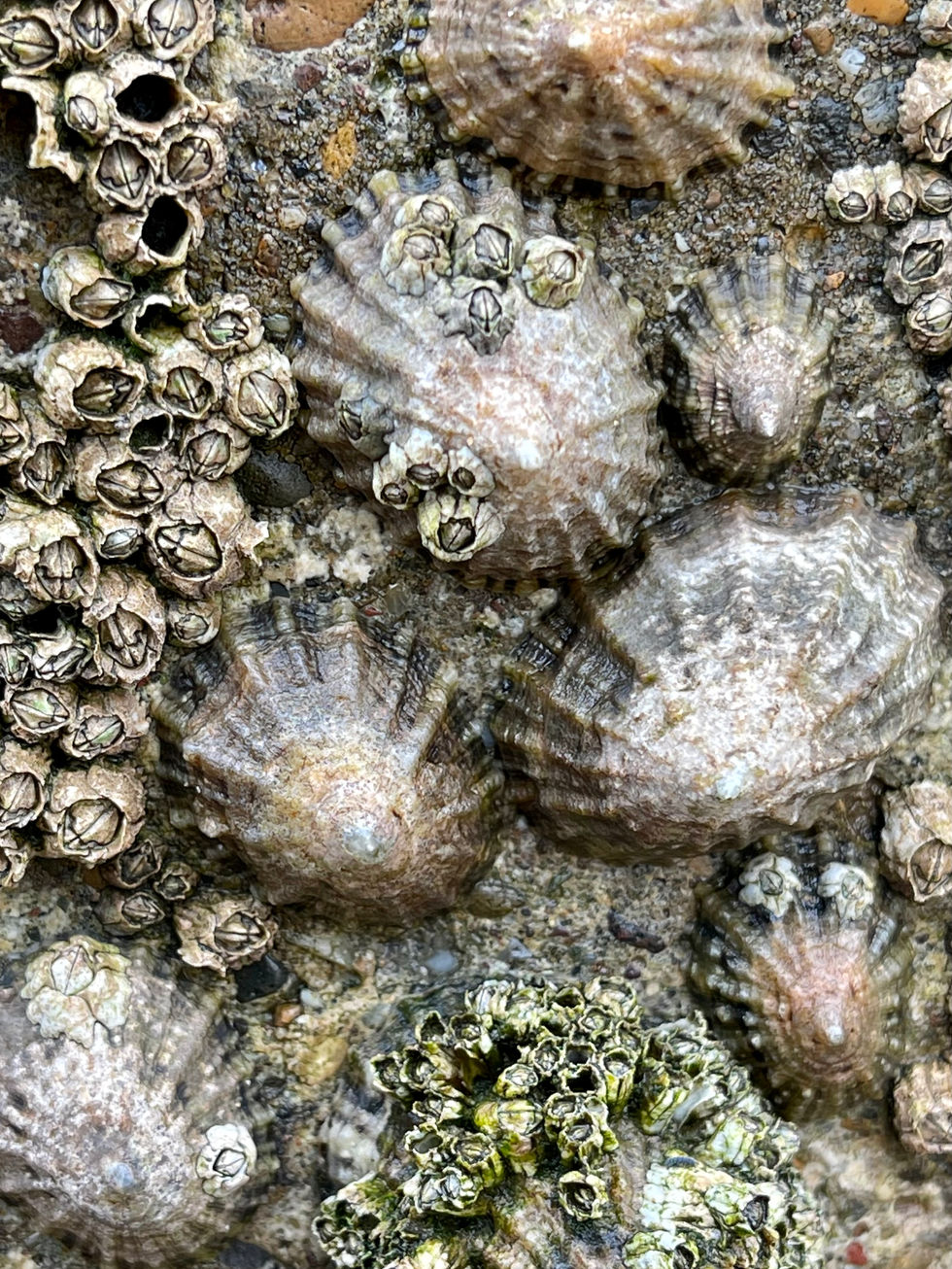 Barnacles
