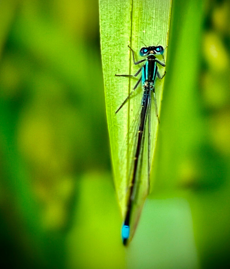 Blue Demoiselle