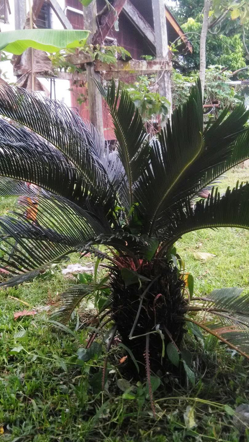 Sago Palm (Cycas revoluta)