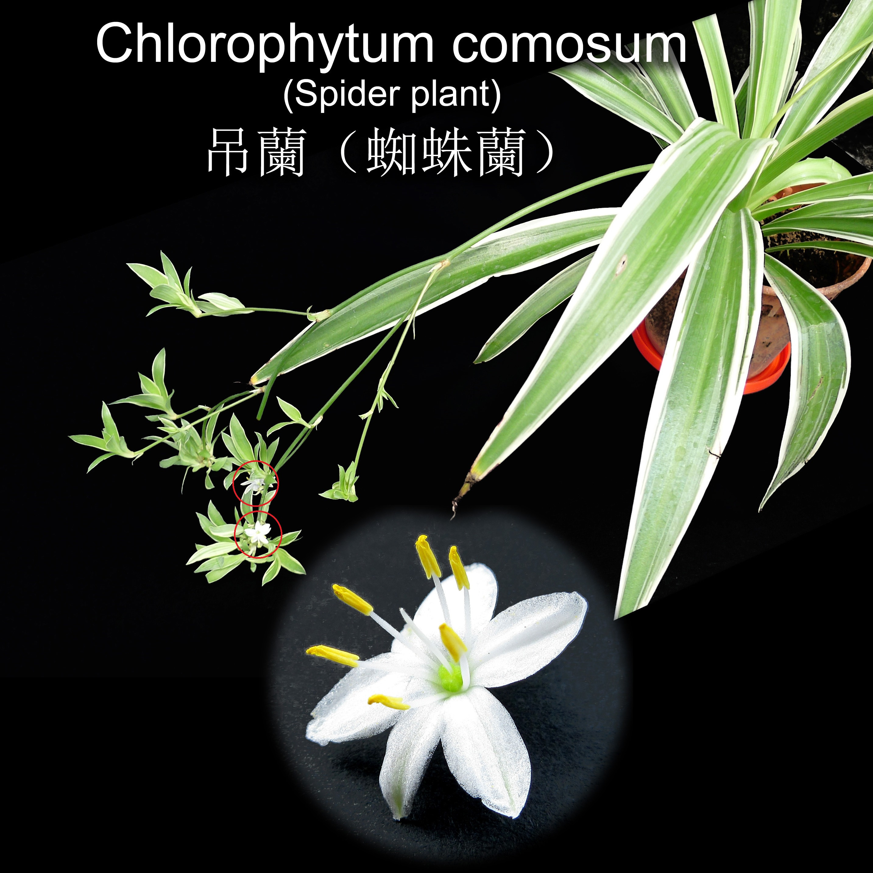 Flower of Chlorophytum comosum (Spider plant) 吊蘭(蜘蛛蘭)