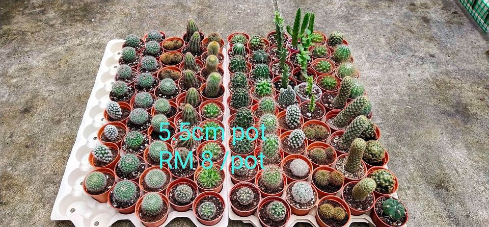 Cactus Murah