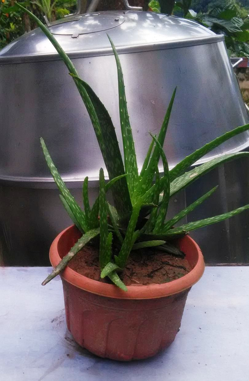 Aloe Vera