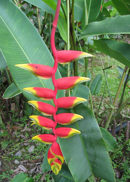 Heleconia Pendula