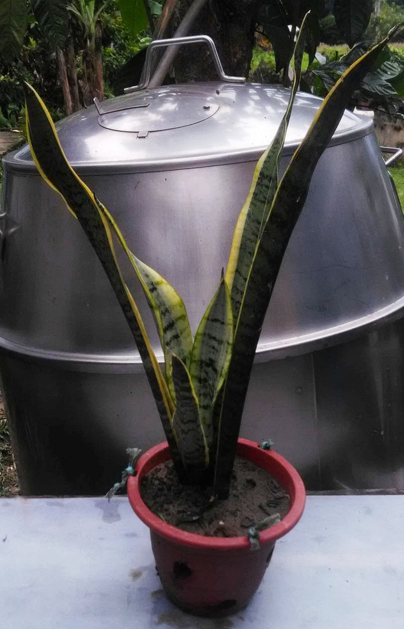 Snake plants and Sensievieria.
