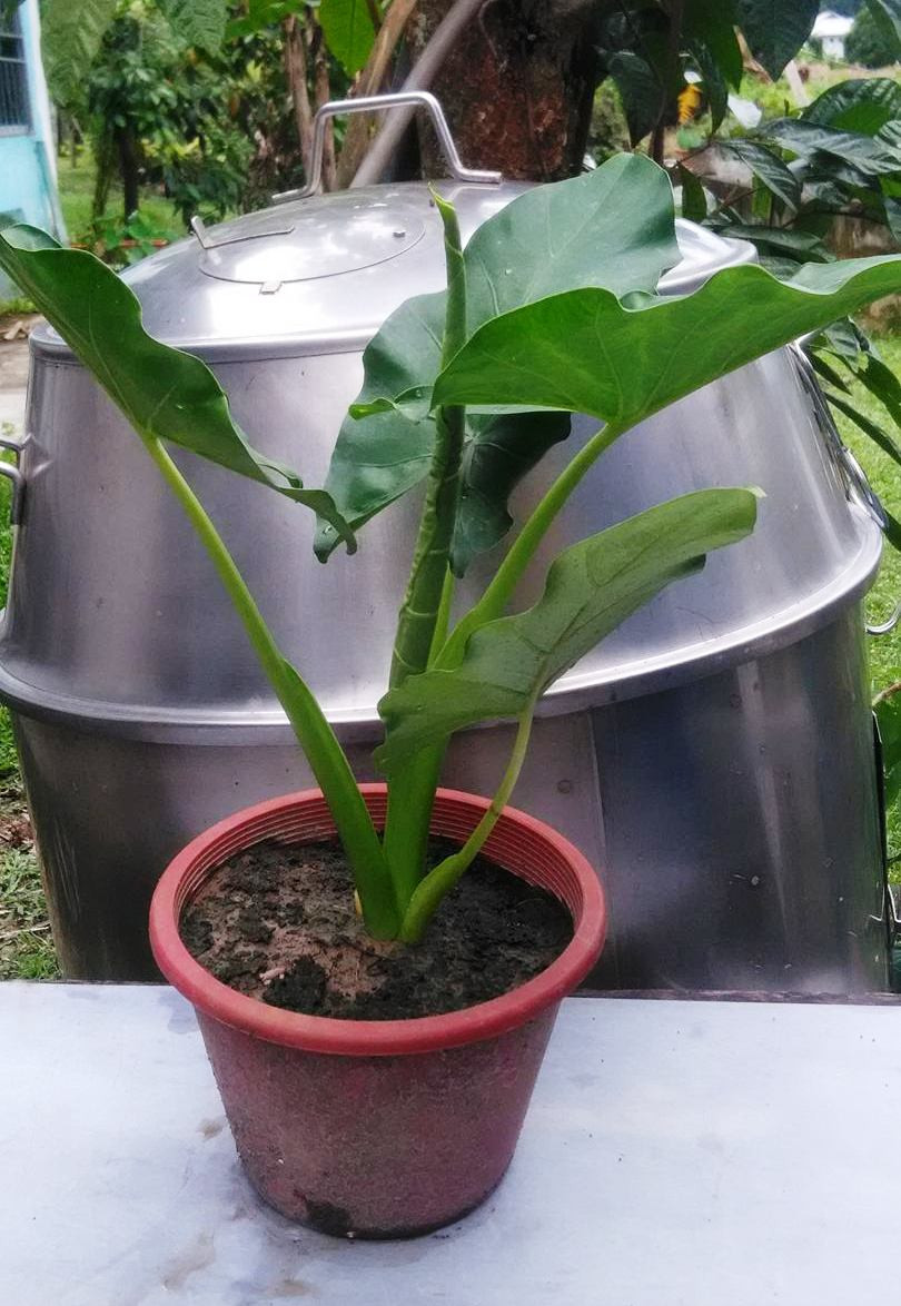 Elephant Ear,Alocasia macrorrhizos