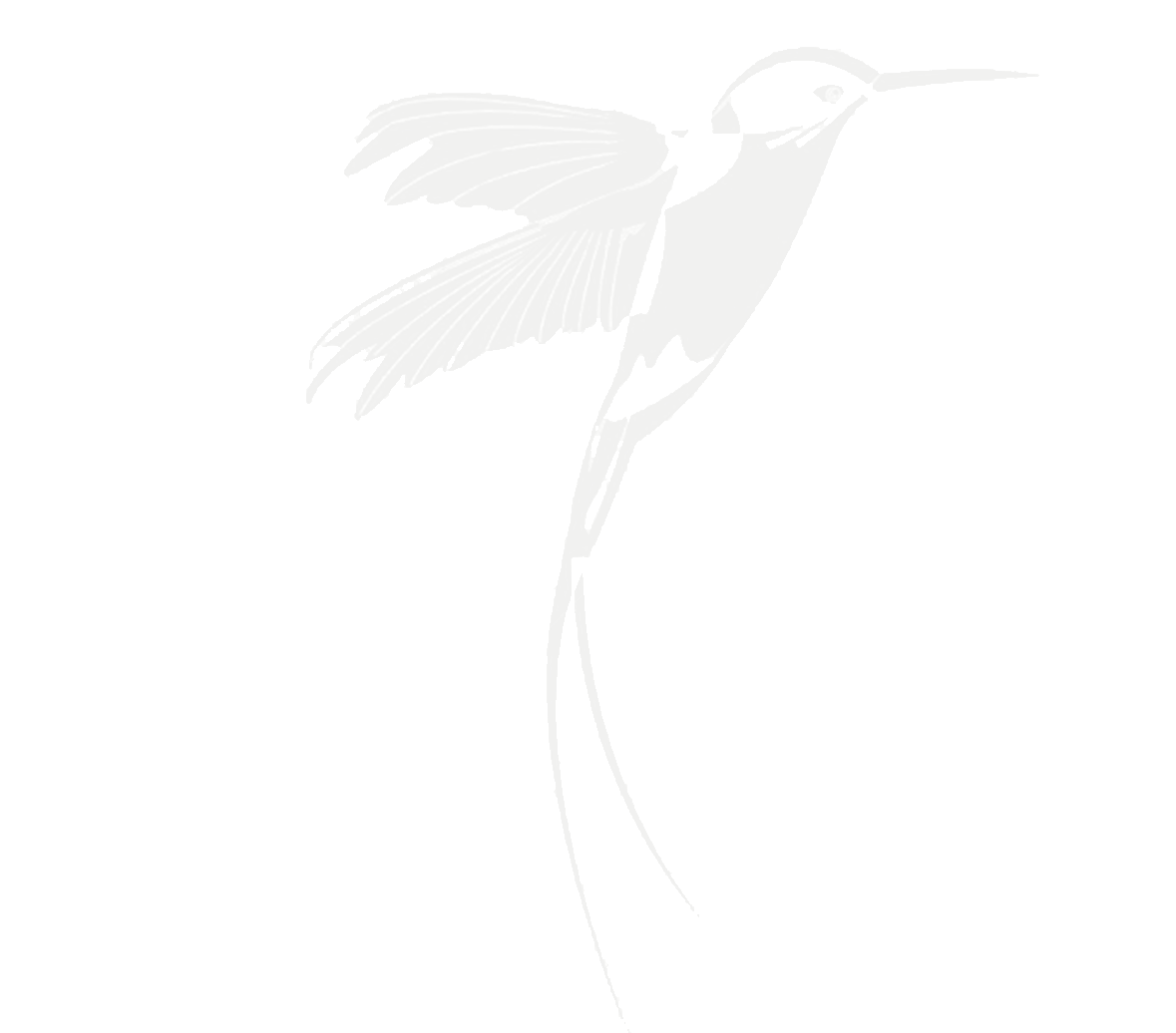 HUMMINGBIRD-8.gif