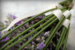 Thumbnail: Lavanta Bağı - büyük