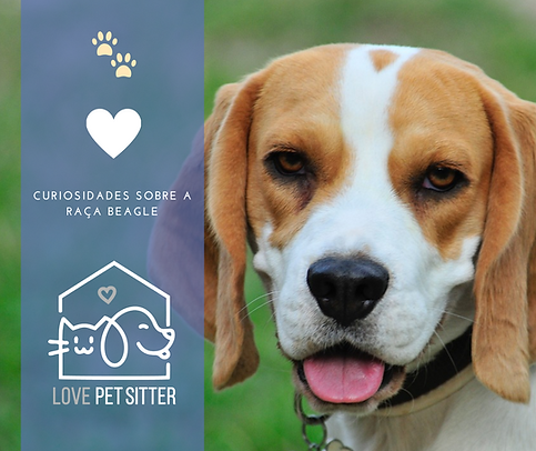 Beagles