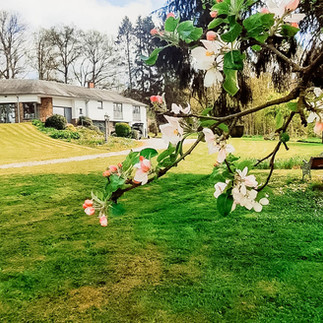 Pommier en fleurs avec le gîte Endigo en arrière-plan à Godinne, au printemps