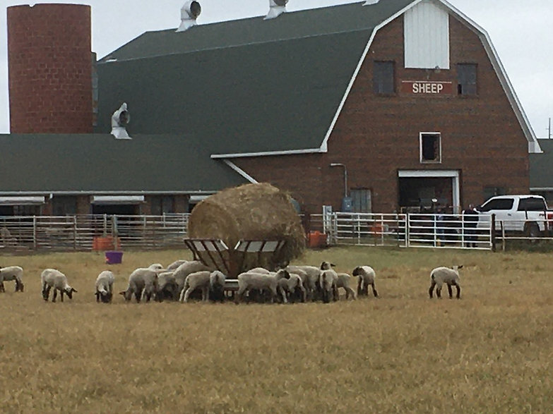 Sheep surround The Shepherd hay feeder with a round bale