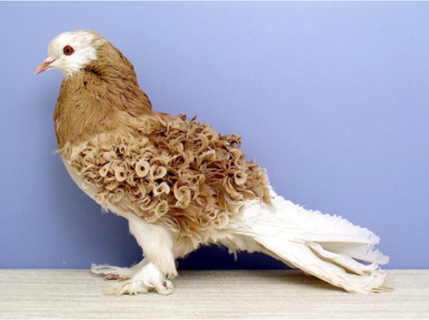 Pigeon Breed Gallery The American Pigeon Museum Oklahoma City, OK