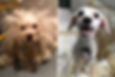Shelter Dog BEFORE and AFT Rescue Grooming ADOPTED