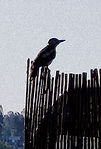 IMG_20230612_081352_edited.jpg