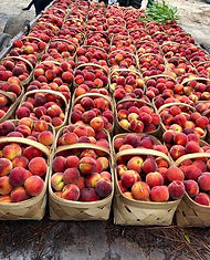 Table filled with baskets of peaches